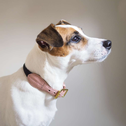 Ошейник «Пони-макарони» HuntingPony