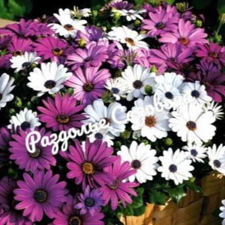 Остеоспермум (горшок 1.2л)