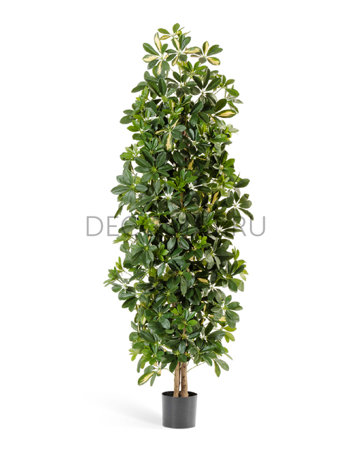 Шеффлера колонновидная пёстрая 180 см 2/2 10.38106NW Скидка