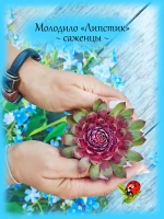 Молодило Липстик двухцветное