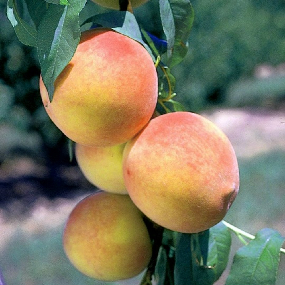 Кулон (Колоновидный)