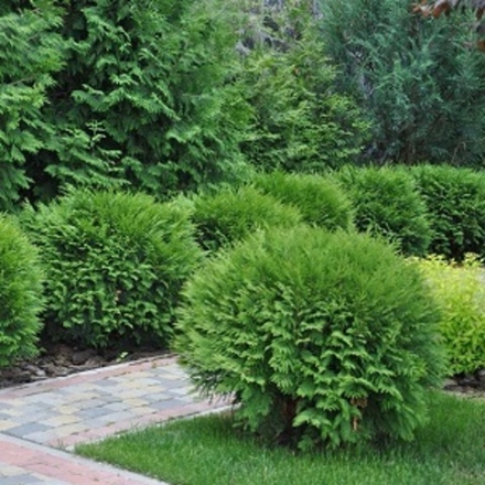 САРРИЕТТА (SARRIETTE BASE 199618 D Firmenich)