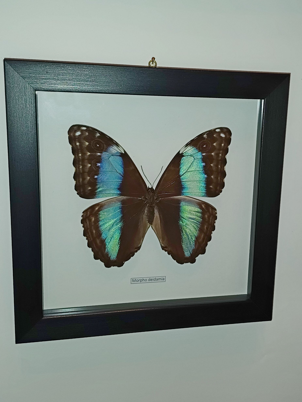 Бабочка Morpho deidamia самка в рамке