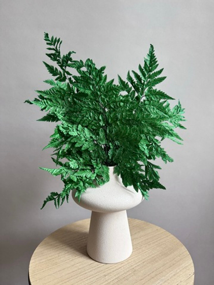 Папоротник темно-зеленый