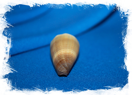 Конус ливидус (Conus lividus)
