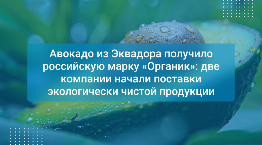 Авокадо из Эквадора получило российскую марку «Органик»: две компании начали поставки экологически чистой продукции
