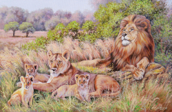 Коллекция Животные