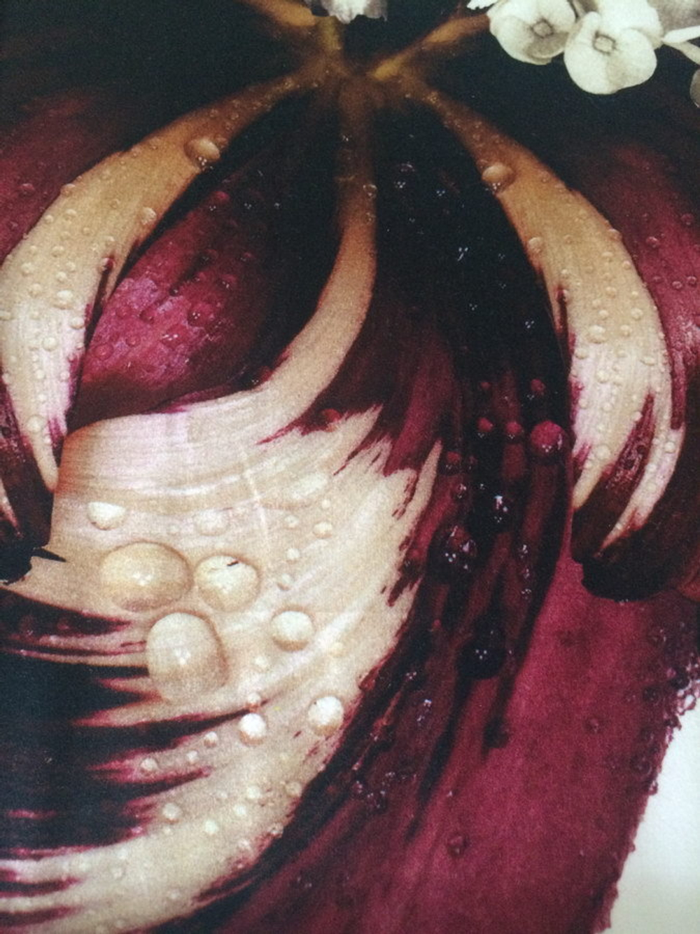 Постельное белье семейное Roberto Cavalli Floris 001