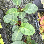 Филодендрон RUAY SAB ROUND LEAF M