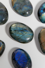 Лабрадор палмстоун S