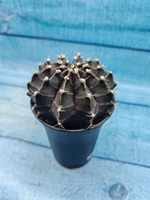 Gymnocalycium Mihanovichii black (Гимнокалициум)