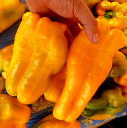Гигантский Сладкий Перец Жёлтый Монстр — Yellow Monster Pepper