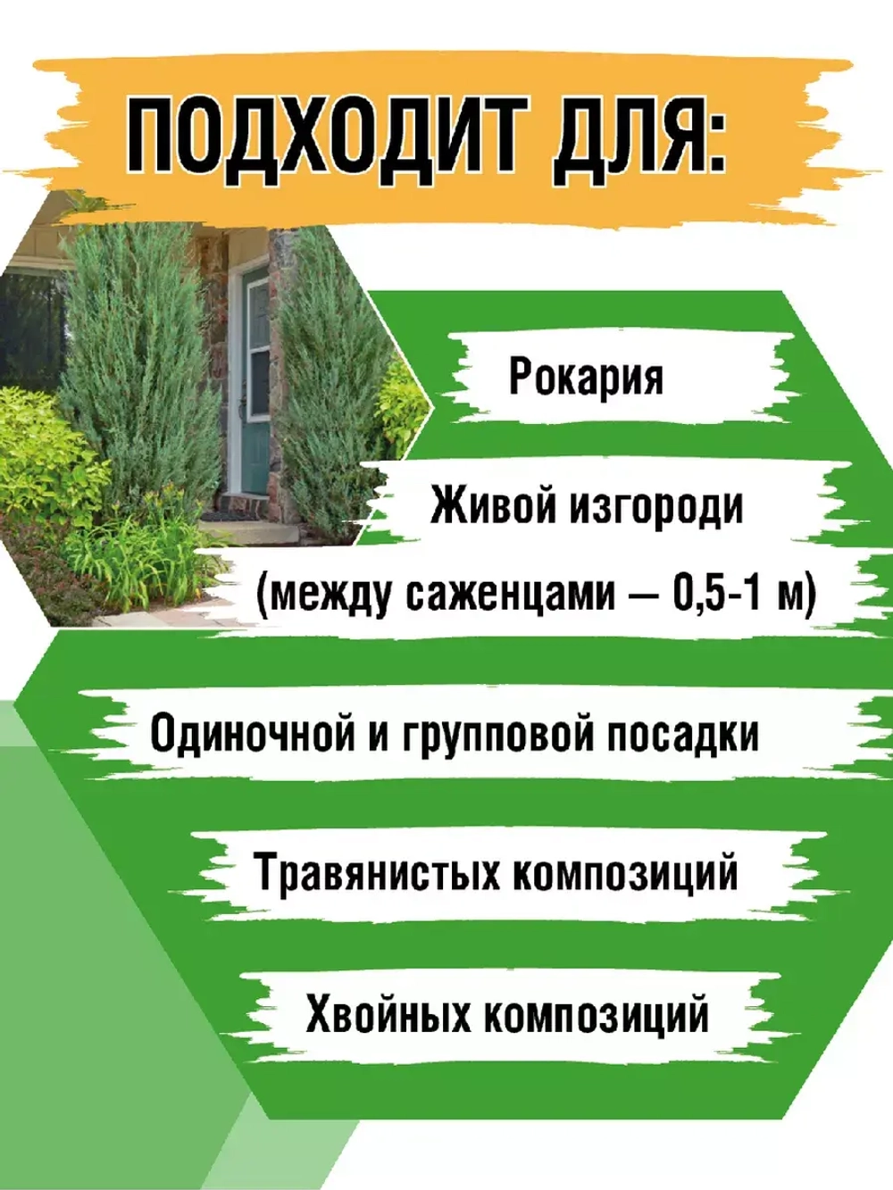 Можжевельник скальный Скайрокет саженцы хвойных деревьев