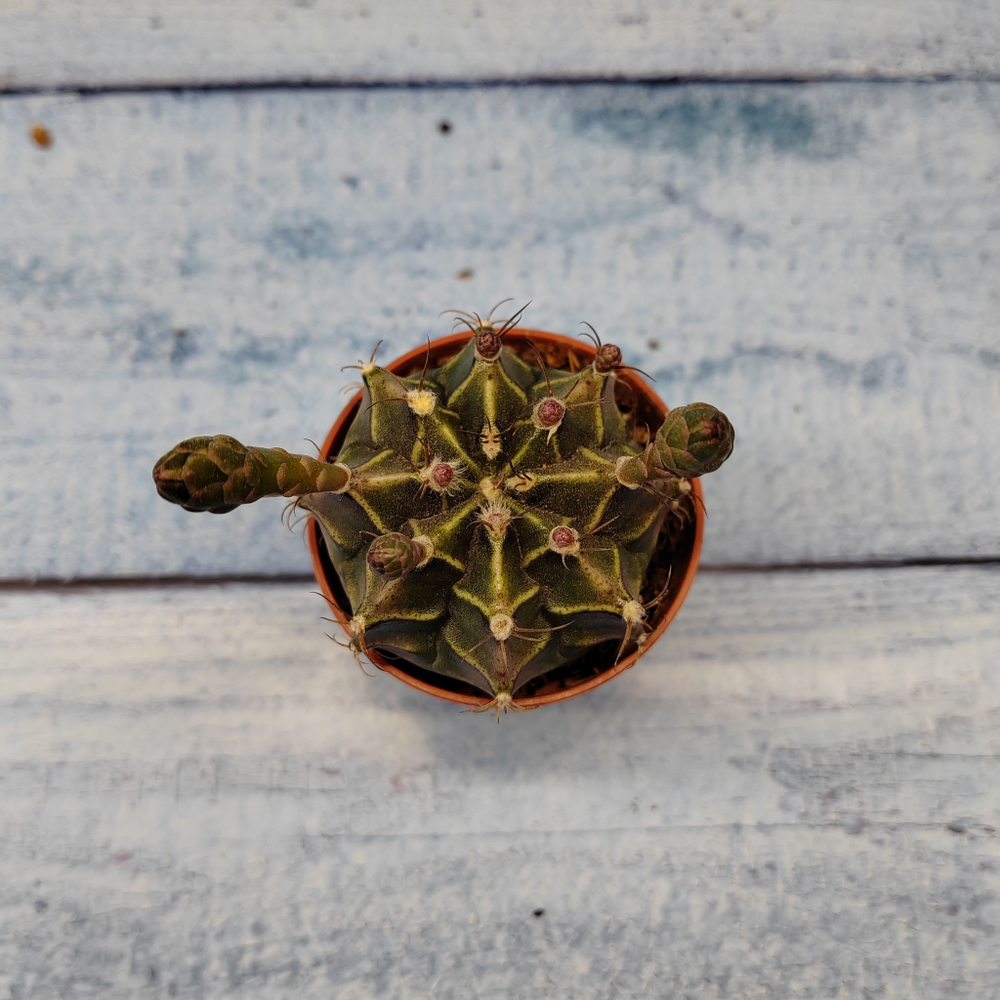 Gymnocalycium Friedrichii (Гимнокалициум)