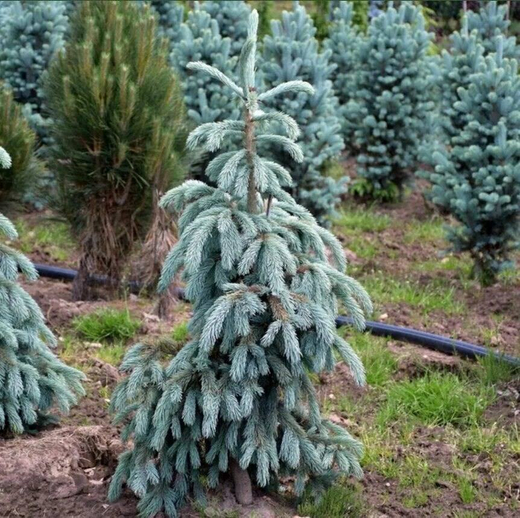 Ель энгельмана (Picea engelmannii Blue Magoo) RB 50-60 см Закупка М38