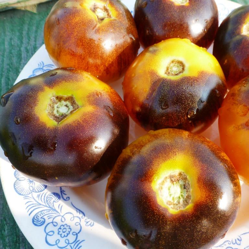 Помидоры - Blue Gold - Синее Золото