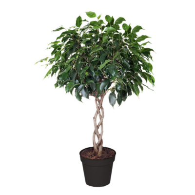 Фикус Gk ficus columna koker 30/130 tr