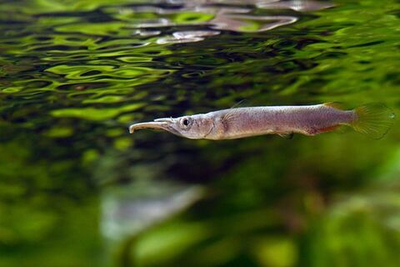 Дермогенис