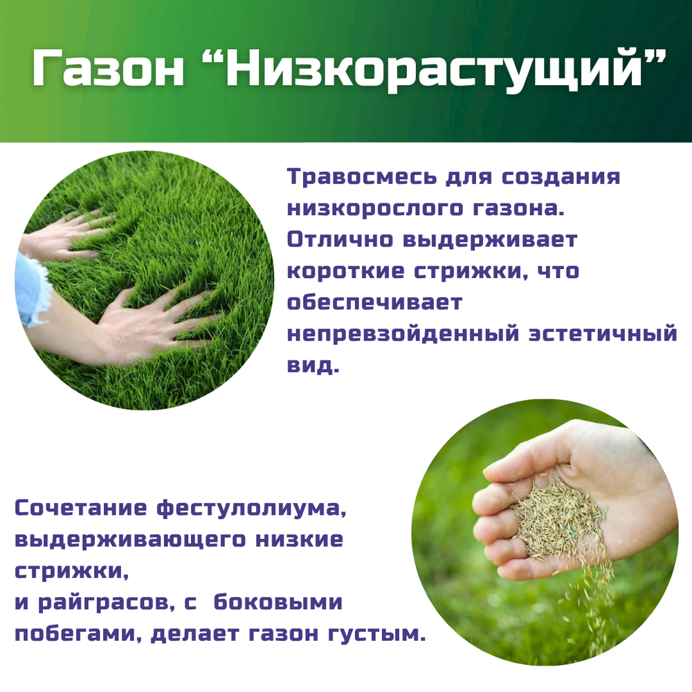 Семена газонной травы, травосмесь Низкорастущий газон, 1 кг/мятлик луговой, фестулолиум, райграс пастбищный, райграс однолетний, овсяница луговая/Газон Сити