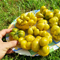 Помидоры - Второй Фила - Phil's Two Tomato