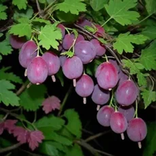 Крыжовник Грушенька С2 Закупка М69 июнь 2026