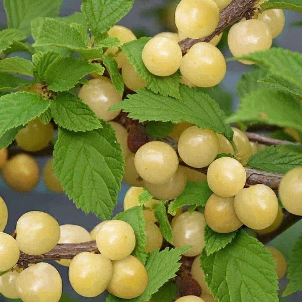 Вишня Войлочная Белая