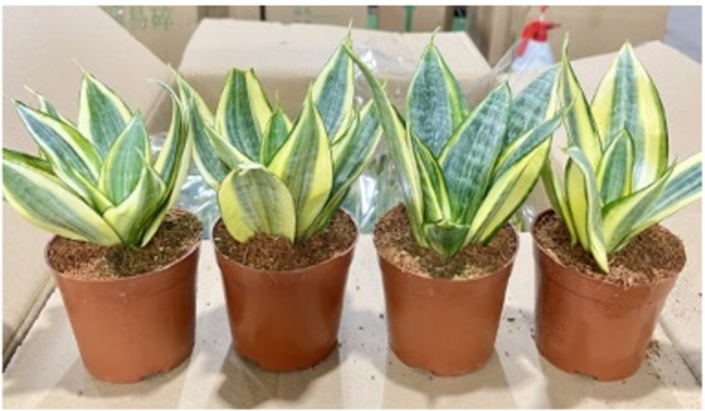 Сансевиерия Hani д. 11