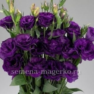 Эустома  крупноцветковая F1 Эхо Парпл 100 драже
