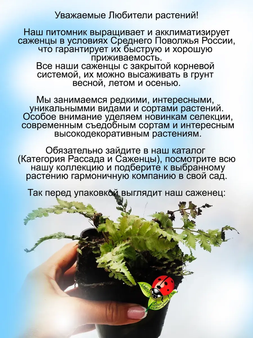 Кочедыжник Сильвер Фолс папоротник