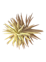 Суккулент 122 нежно-розовый