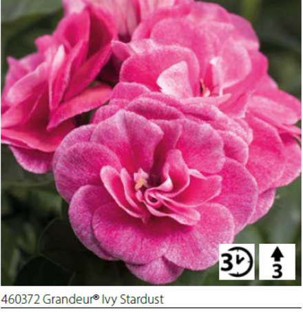 ЕВРО Пеларгония зональная Grandeur Ivy Stardust укореннный черенок ОКС конец ноября