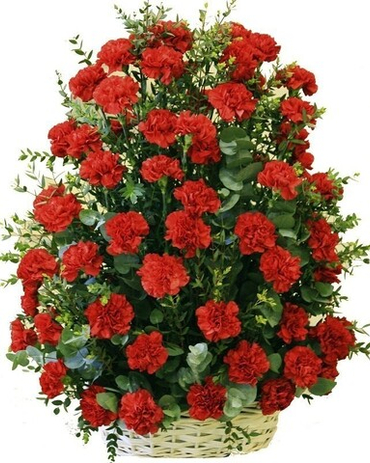 Корзины из живых цветов