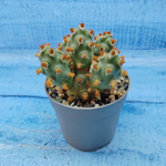 Tephrocactus Molinensis Red Glochids (Тефрокактус)