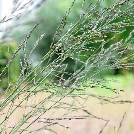 Молиния тростниковая "Windspiel". Molinia caerulea ssp. arundinacea "Windspiel"
