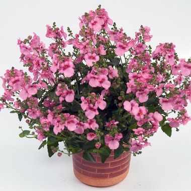 1810 Диасция GENTA PINK (ВЕСНА 2025)