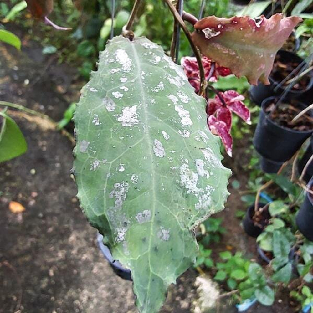 Хойя UNDULATA size S