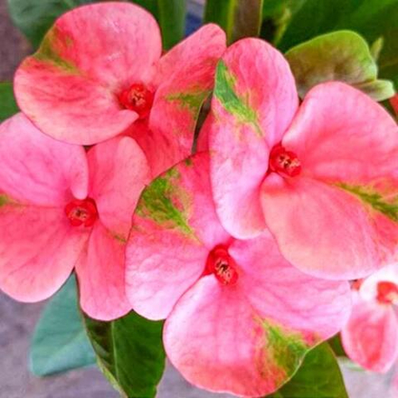 Эуфорбия Миля FLAMINGO