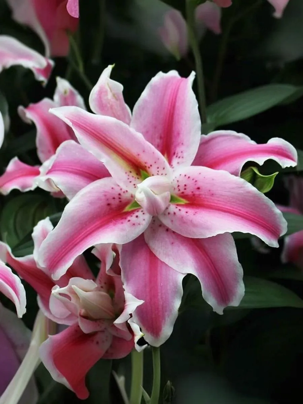 Лилия махровая Дистант Драм (восточный гибрид)