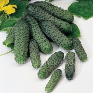 Огурец Пасалимо F1 500 (семян)