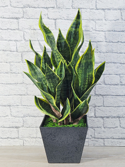 Сансевиерия Дракон в стильном кашпо лофт