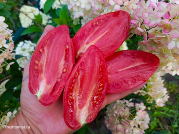 Гном Леди Мадонна сорт томата