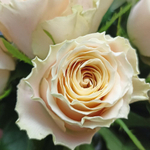 Букет из кремовых роз сорта "Шарман" 21 шт.