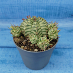 Euphorbia meloformis f. Variegated (Эуфорбия вариегатная)