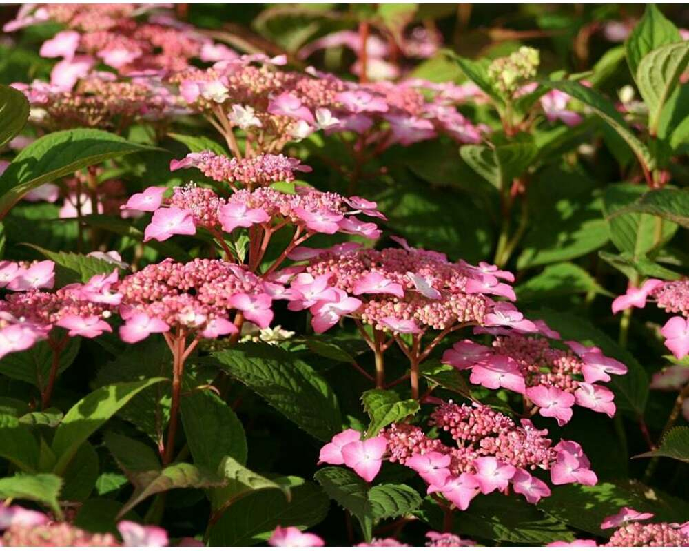 Гортензия пильчатая Авелроз Р9 Закупка М59 апрель 2026