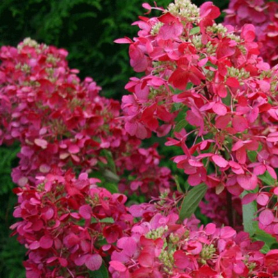 Гортензия метельчатая Даймонд Руж (горшок 3л)