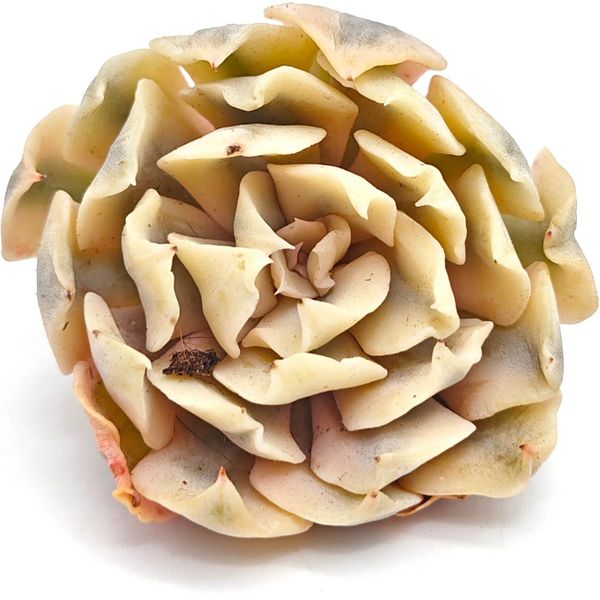 Суккулент Эхеверия Шафран вариегата