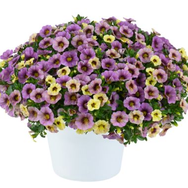 19138 Калибрахоа OMBRE PURPLE (ВЕСНА 2025)