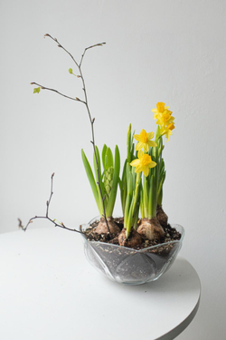 Композиция с первоцветами в вазе размер M