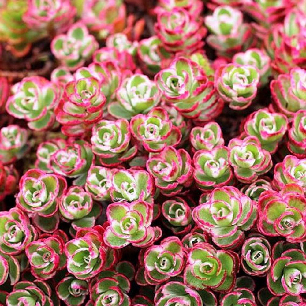 Седум (Sedum) Tricolor