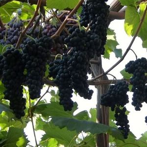 Кефесия (Kefesiya) - чёрный сорт винограда